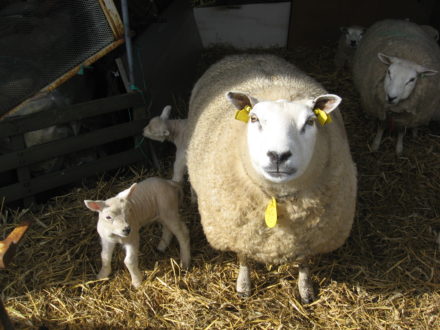 De eerste lammeren zijn bij ons geboren