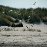 Ameland meeuwen op het strand – duinen Hollum Ameland Boerkerij
