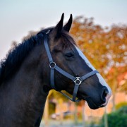De Boerkerij – paard op het erf in Hollum. Ameland